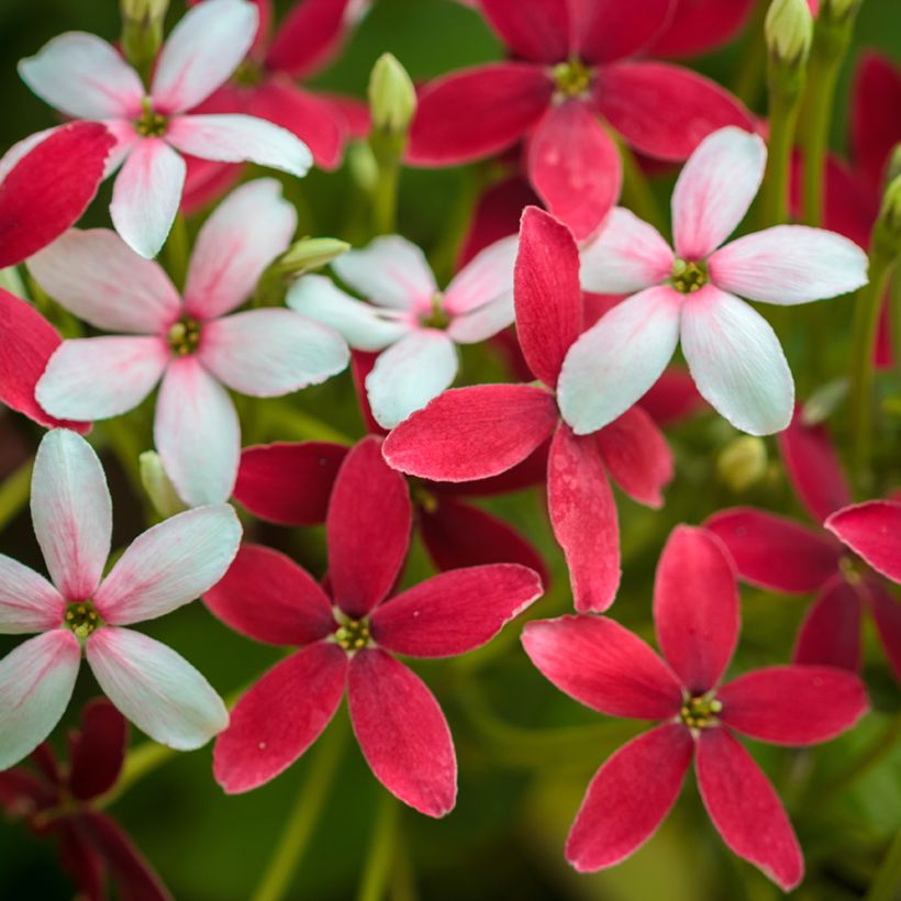 Quisqualis indica - Rangunschlinger (Blüte)