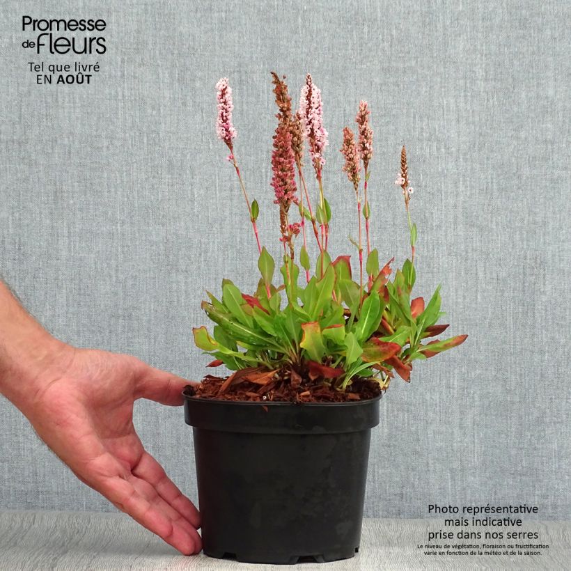 Exemplar von Schneckenknöterich Kabouter - Persicaria affinis Topf mit 2L/3L wie im Sommer geliefert