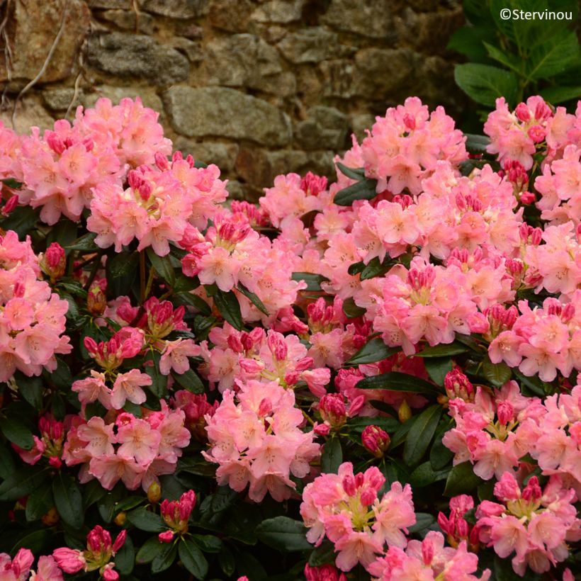 Rhododendron yakushimanum Percy Wiseman (Flowering)
