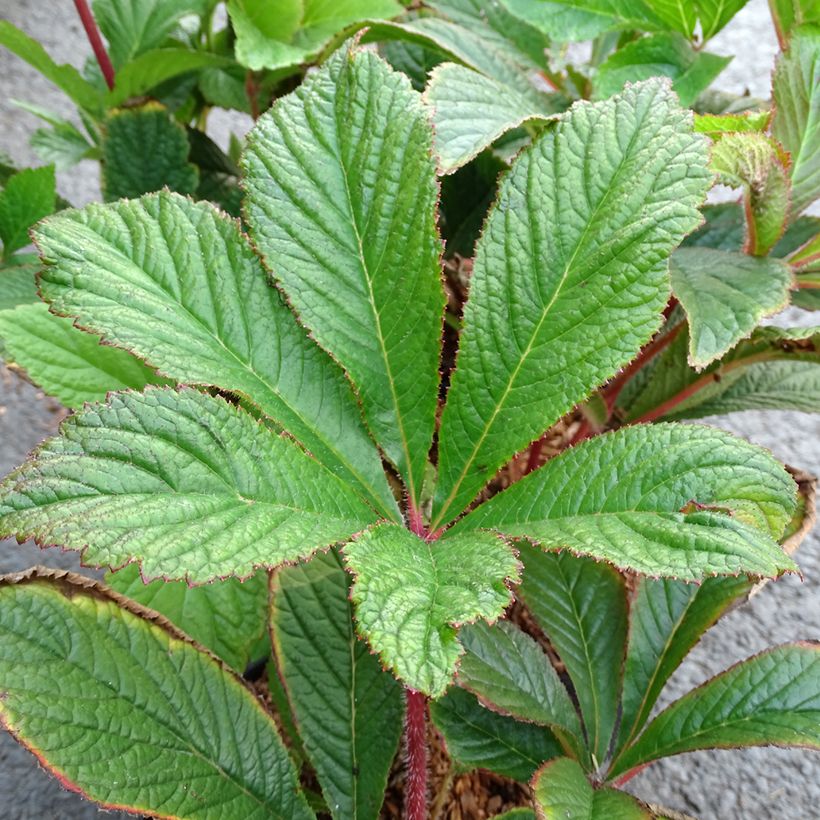 Rodgersia pinnata Bronze Peacock - Schaublatt (Laub)