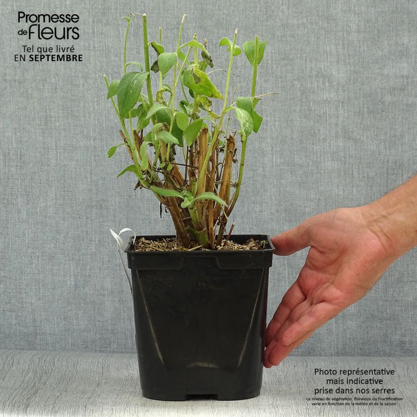 Exemplar von Rauher Sonnenhut Giggling SmileyZ - Rudbeckia Topf mit 2L/3L wie im Herbst geliefert