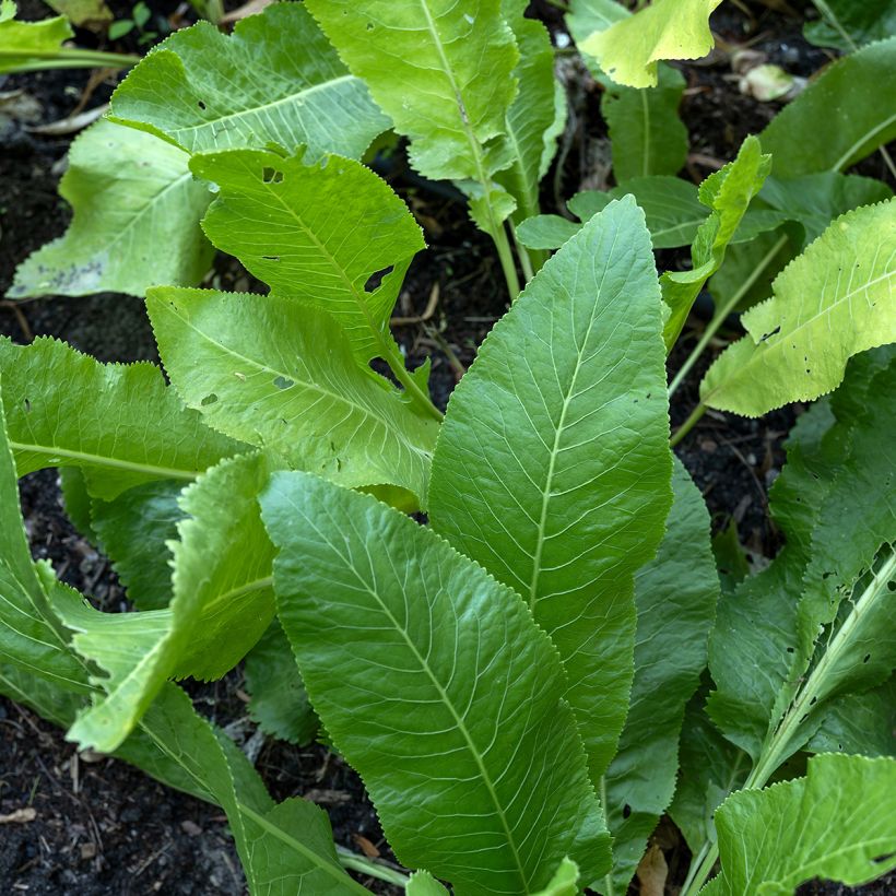 Meerrettich (Samen) - Armoracia rusticana (Laub)