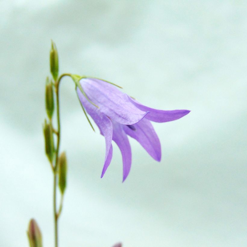 Rapunzel-Glockenblume - Campanula rapunculus (Flowering)