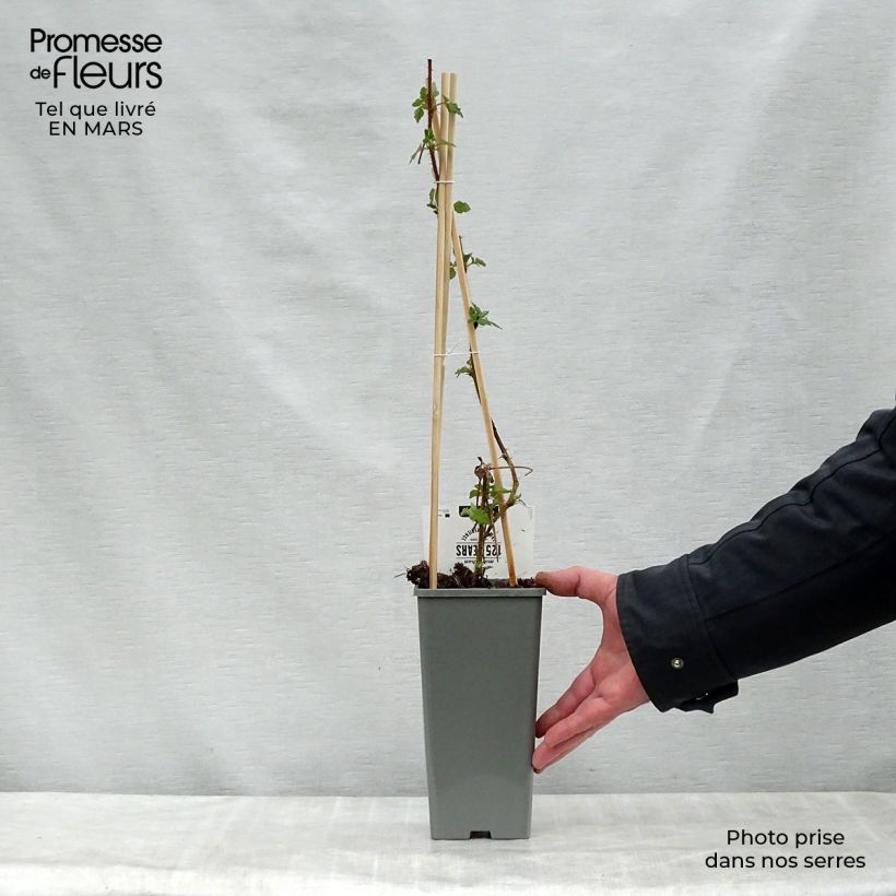 Example of Japanische Weinbeere Raisin du Japon - Rubus phoenicolasius Topf mit 1,5L/2L, Strauch/Busch, mehrstämmig as you get in printemps