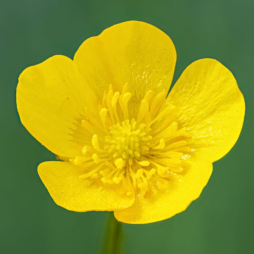 Scharfer Hahnenfuß - Ranunculus acris (Blüte)