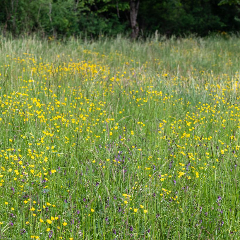 Scharfer Hahnenfuß - Ranunculus acris (Wuchs)