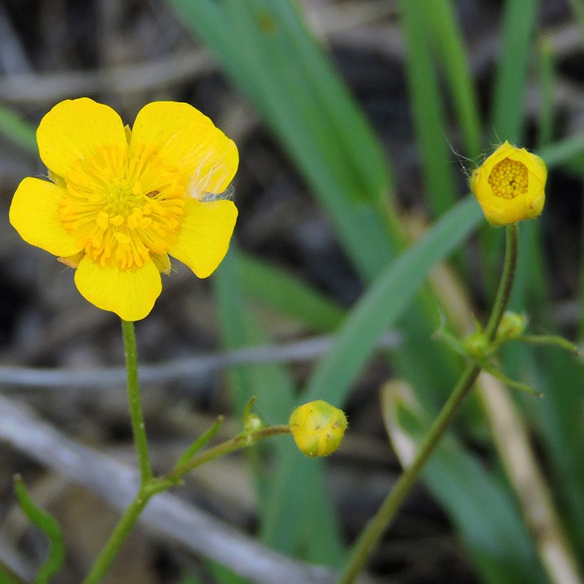 Brennender Hahnenfuß - Ranunculus flammula (Blüte)