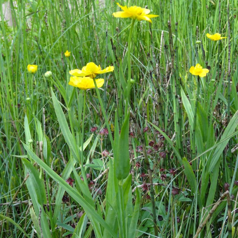 Ranunculus lingua - Großer Hahnenfuß (Wuchs)