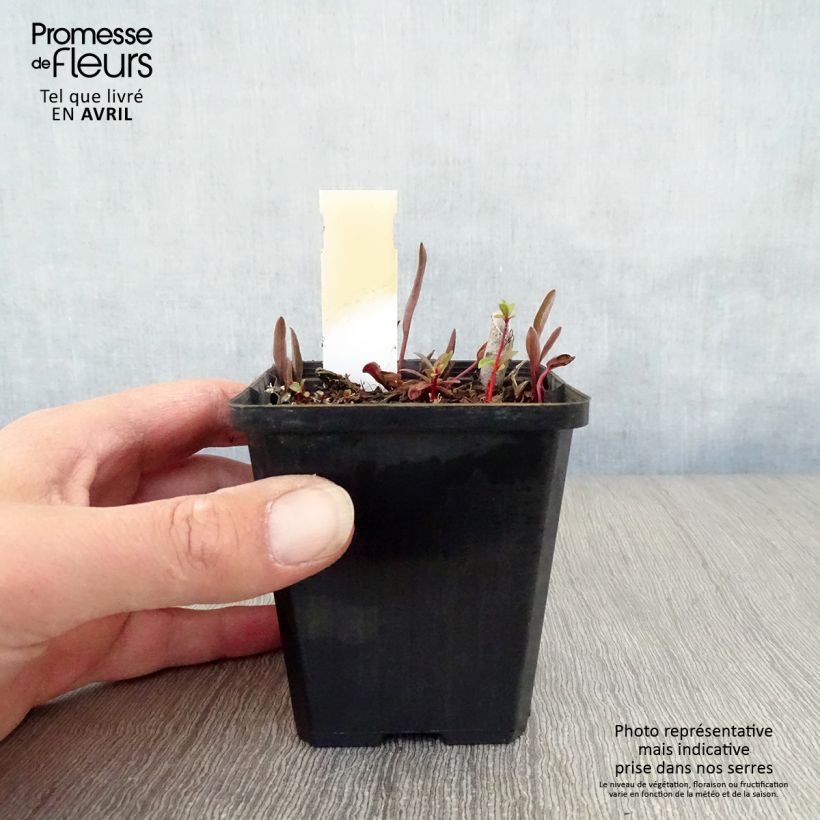 Exemplar von Ranunculus lingua - Großer Hahnenfuß Kleine Töpfe von 8/9 cm wie im Frühjahr geliefert