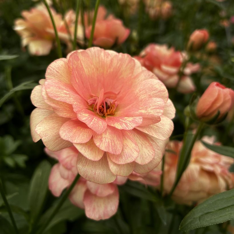 Ranunkel Butterfly Eris – Ranunculus asiaticus (Blüte)