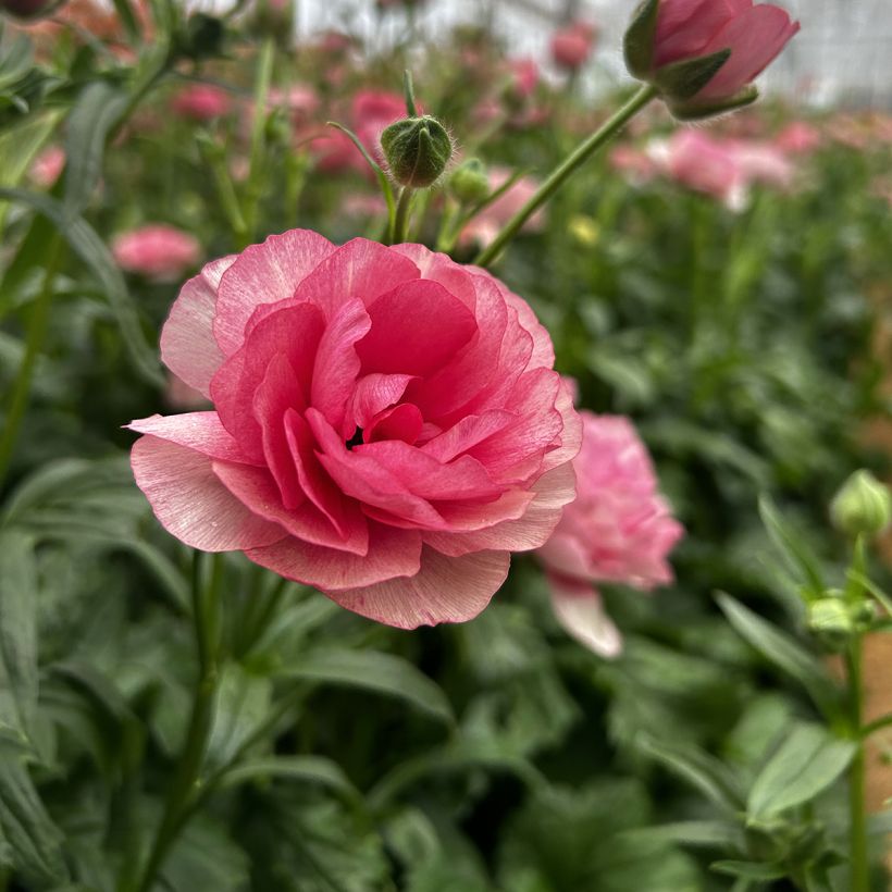 Ranunkel Butterfly Hera – Ranunculus asiaticus (Blüte)