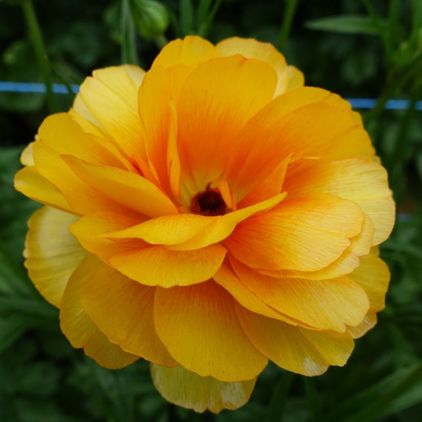 Ranunkel Butterfly Minerva – Ranunculus asiaticus (Blüte)