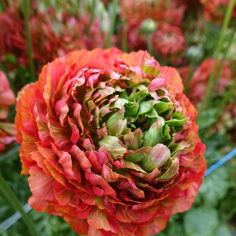 Ranunkel Crown Bastille – Ranunculus asiaticus (Blüte)