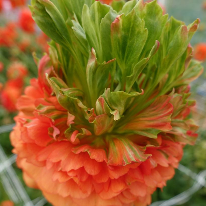 Ranunkel Crown Nervion – Ranunculus asiaticus (Blüte)