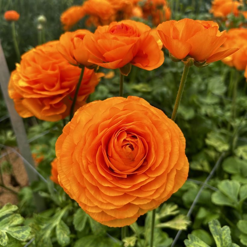 Ranunkel Romance Digne – Ranunculus asiaticus (Blüte)
