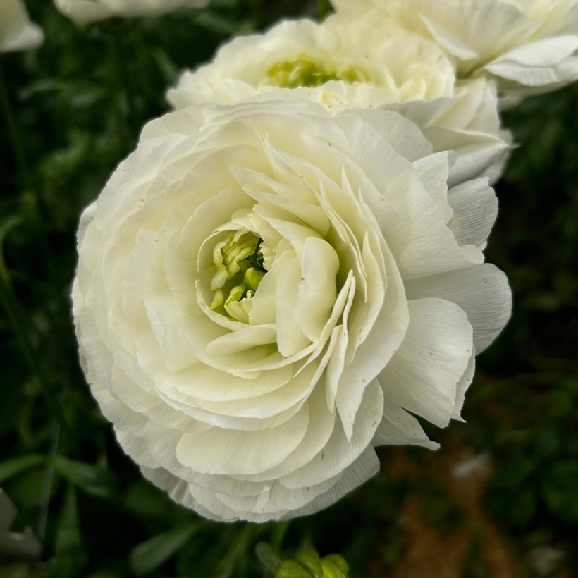 Ranunkel Romance Montenvers – Ranunculus asiaticus (Blüte)