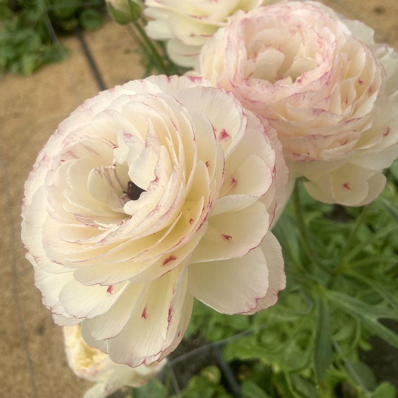 Ranunkel Romance Orleans – Ranunculus asiaticus (Blüte)