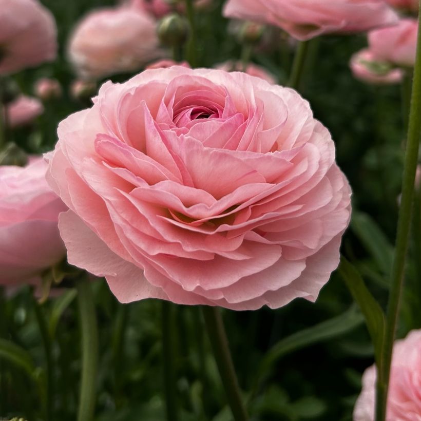 Ranunkel Romance Seine – Ranunculus asiaticus (Blüte)