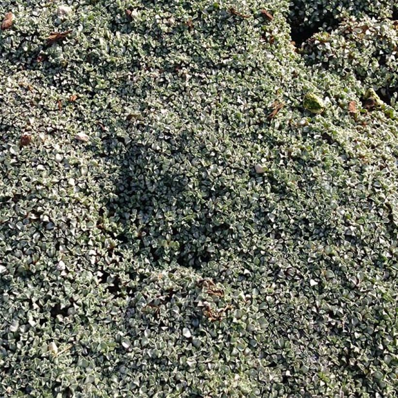 Raoulia australis - Silberkissen (Wuchs)