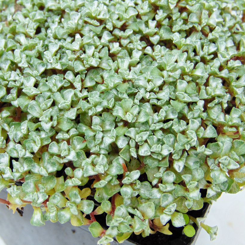 Raoulia australis - Silberkissen (Laub)