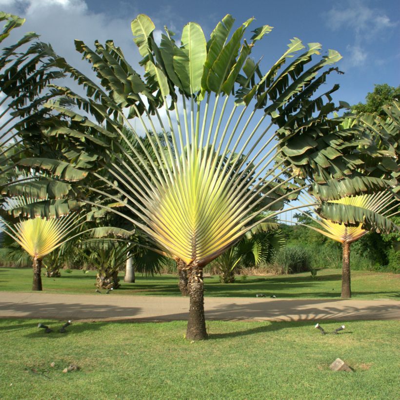 Baum der Reisenden (samen) - Ravenala madagascariensis (Wuchs)