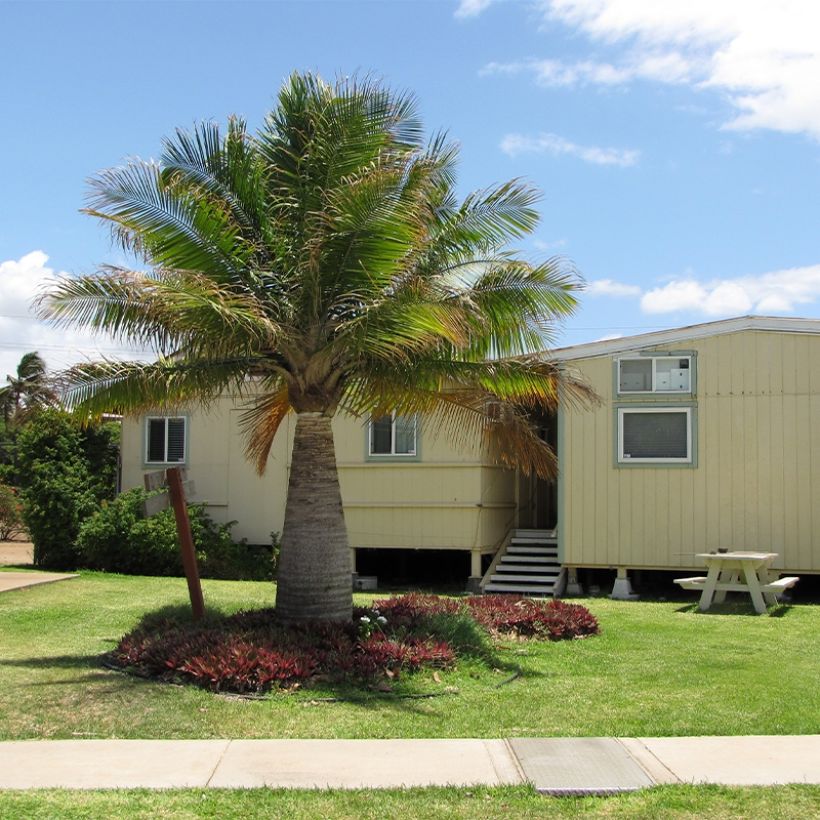 Ravenea rivularis - Weißstammpalme (Wuchs)