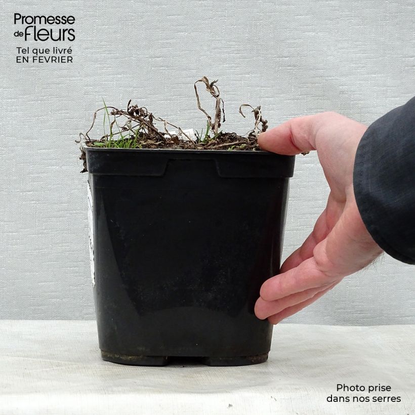 Exemplar von Rehmannia henryi Topf mit 2L/3L wie im Winter geliefert