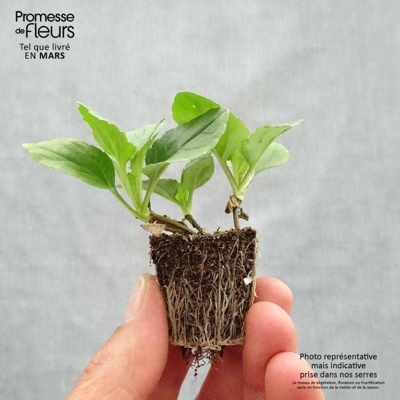 Exemplar von Sommeraster Matsumoto Mix - Callistephus sinensis Jardi-Plug: Wurzelballen 3,8 cm x 3,2 cm in Anzuchtplatte à 15 Stück. wie im Frühjahr geliefert