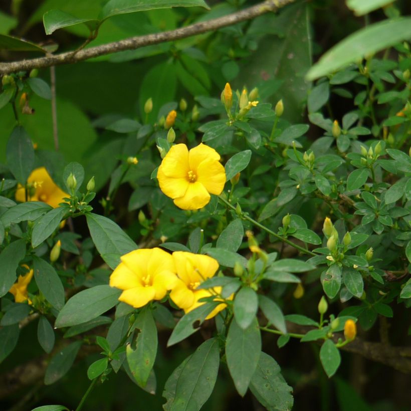 Reinwardtia indica (Plant habit)