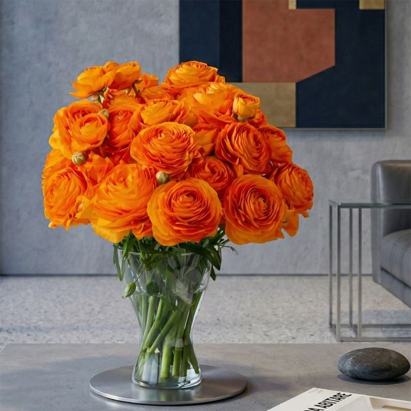 Ranunkel Romance Digne – Ranunculus asiaticus (Wuchs)
