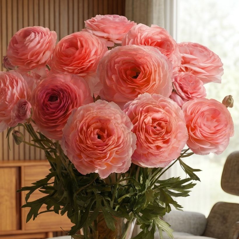 Ranunkel Romance Nohant – Ranunculus asiaticus (Wuchs)