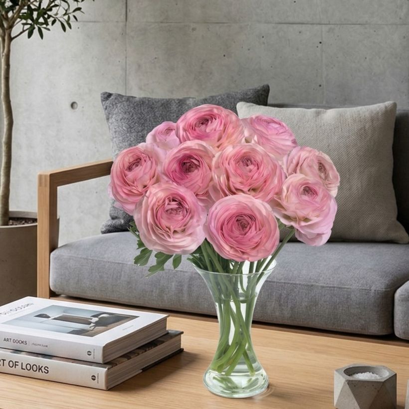 Ranunkel Romance Seine – Ranunculus asiaticus (Wuchs)