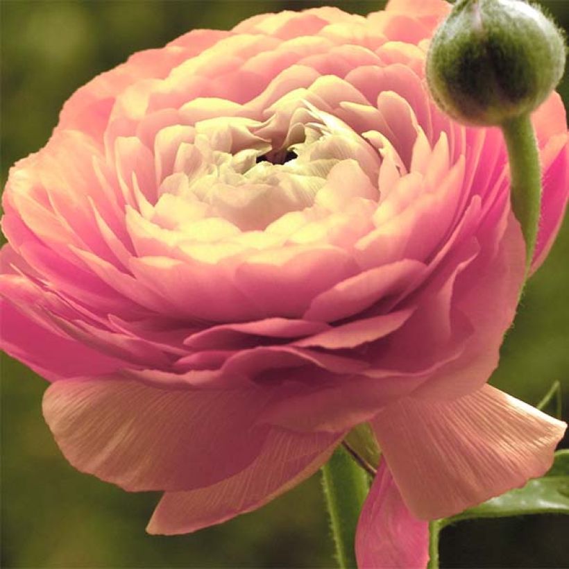 Ranunkel Pink - Ranunculus (Flowering)