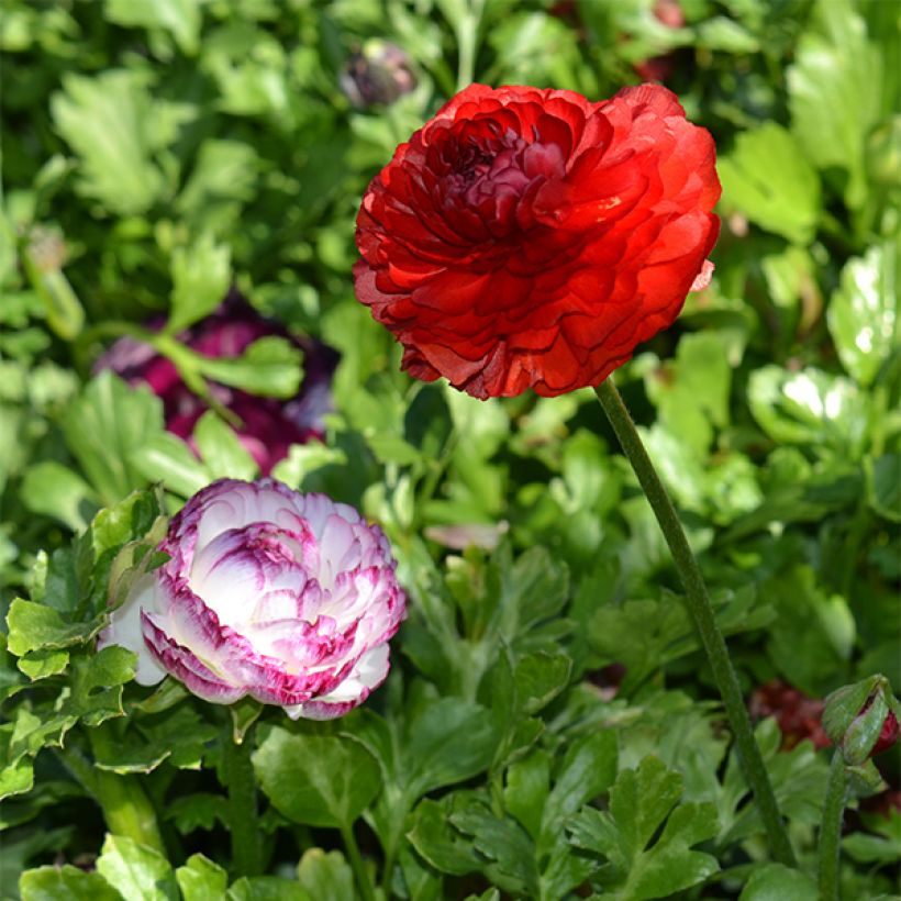 Ranunkel Red - Ranunculus (Wuchs)