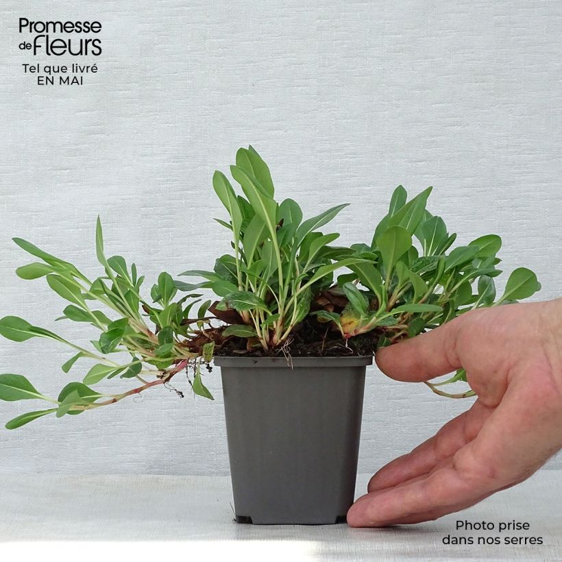 Exemplar von Schneckenknöterich Darjeeling Red - Persicaria affinis Kleine Töpfe von 8/9 cm wie im Frühjahr geliefert