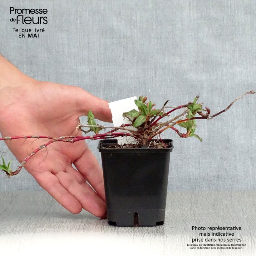 Example of Schneckenknöterich Kabouter - Persicaria affinis Kleine Töpfe von 8/9 cm as you get in printemps