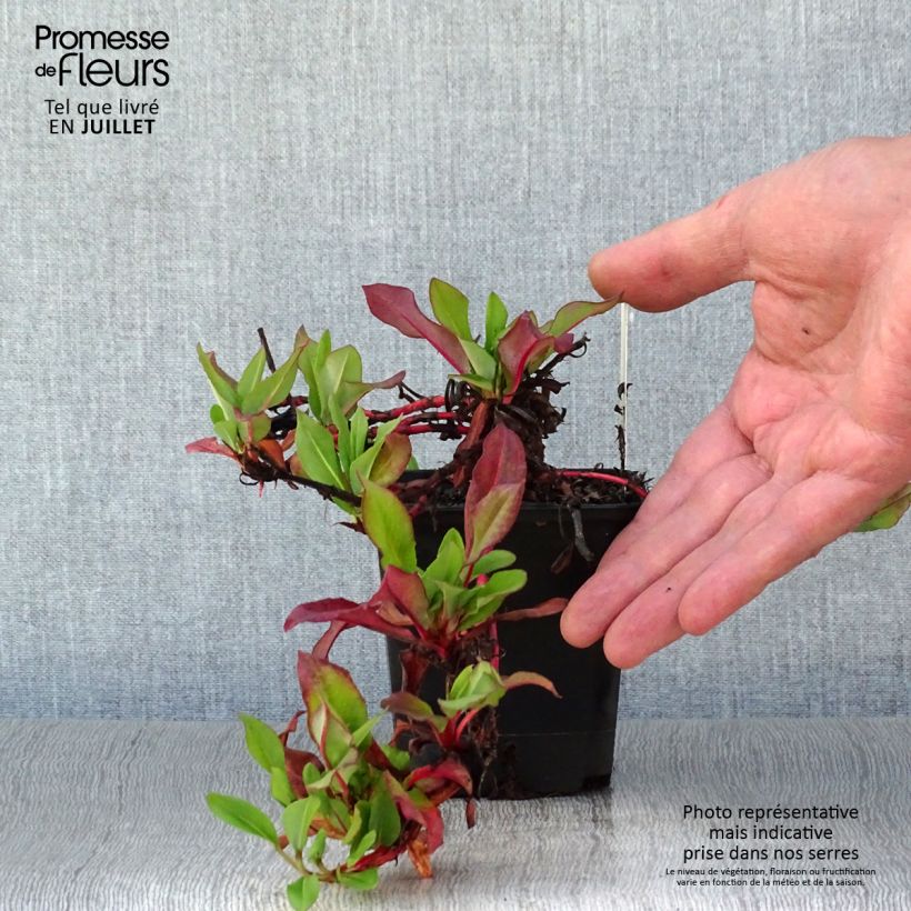 Exemplar von Schneckenknöterich Kabouter - Persicaria affinis Kleine Töpfe von 8/9 cm wie im Sommer geliefert