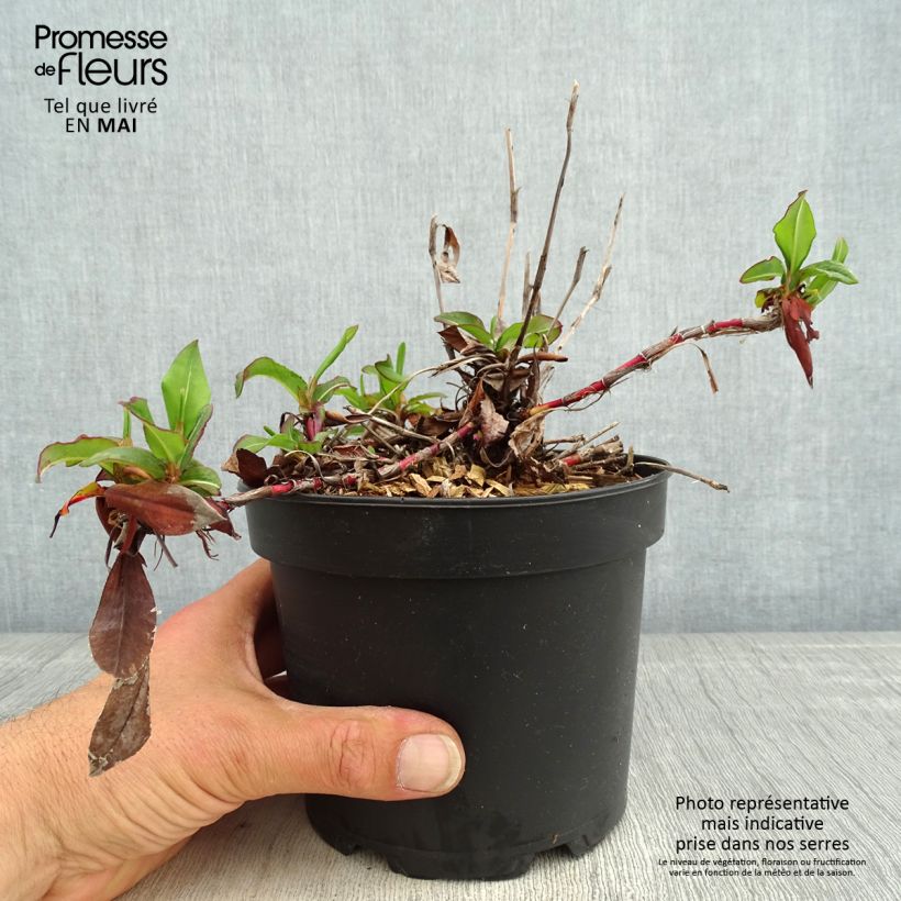 Example of Schneckenknöterich Kabouter - Persicaria affinis Topf mit 2L/3L as you get in printemps