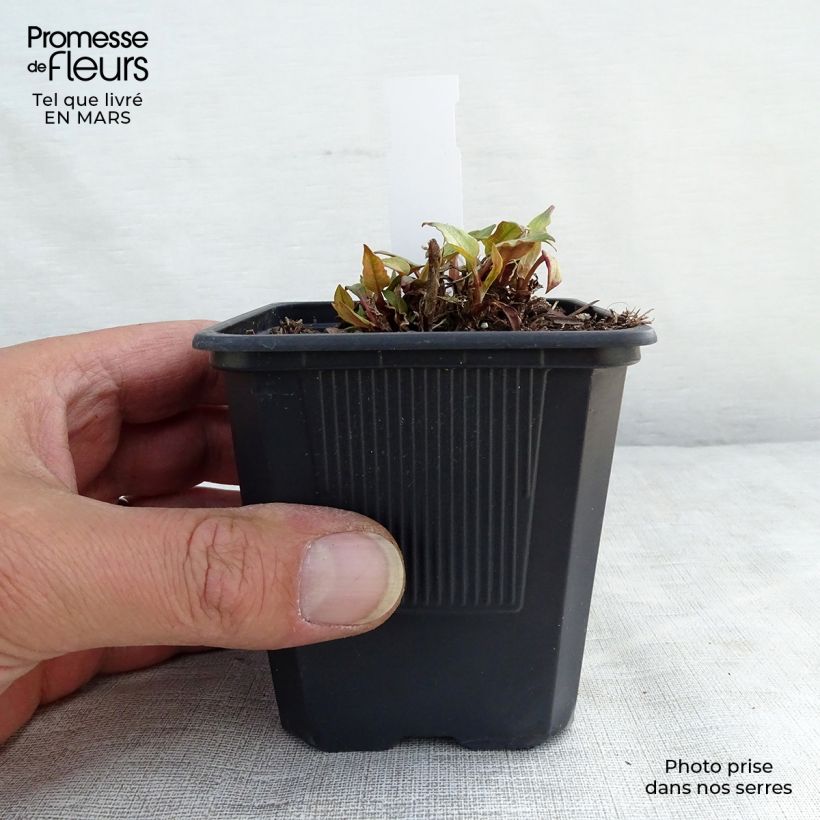 Example of Kerzenknöterich Golden Arrow - Bistorta amplexicaulis Kleine Töpfe von 8/9 cm as you get in printemps