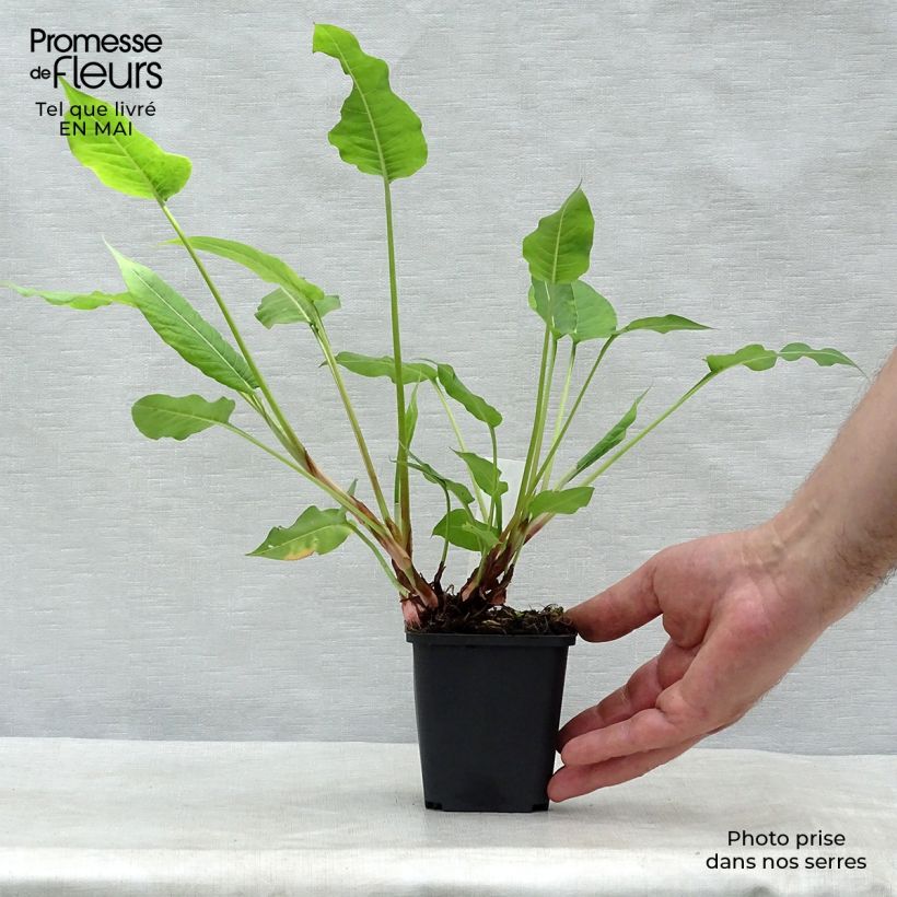 Exemplar von Kerzenknöterich High Society - Bistorta amplexicaulis Kleine Töpfe von 8/9 cm wie im Frühjahr geliefert