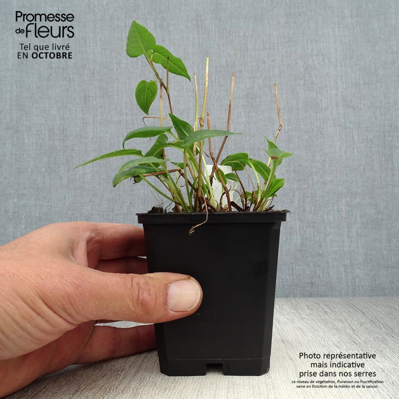 Exemplar von Kerzenknöterich Inverleith - Bistorta amplexicaulis Kleine Töpfe von 8/9 cm wie im Herbst geliefert