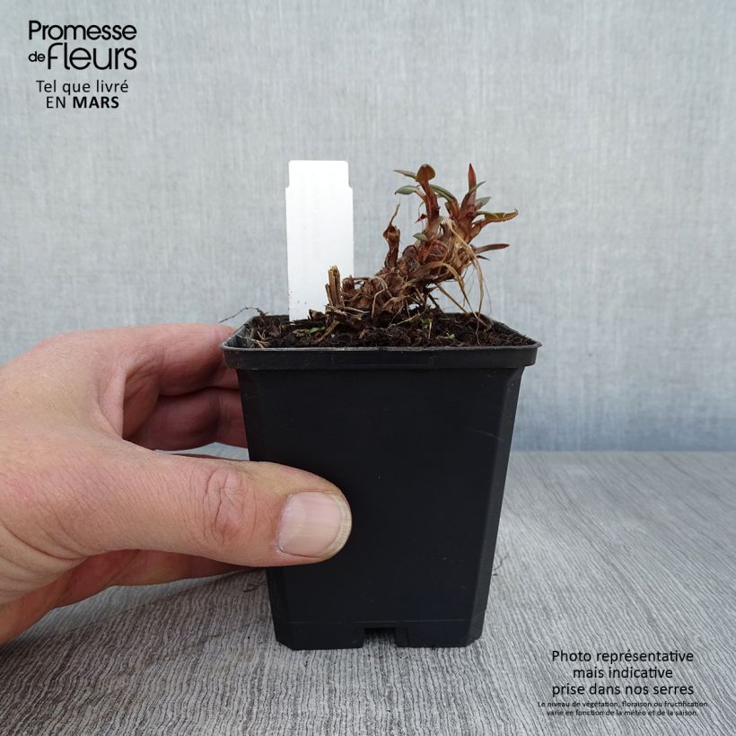 Exemplar von Kerzenknöterich Orange Field - Bistorta amplexicaulis Kleine Töpfe von 7/8 cm wie im Frühjahr geliefert