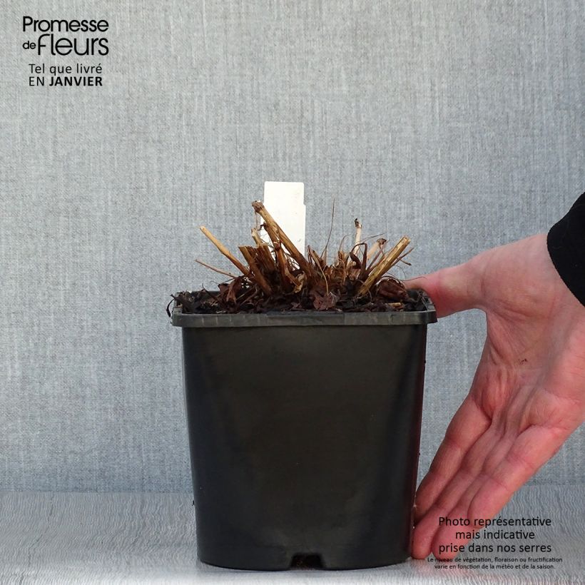 Exemplar von Renouée - Persicaria amplexicaulis Pink Elephant Pot de 1,5L/2L wie im Winter geliefert