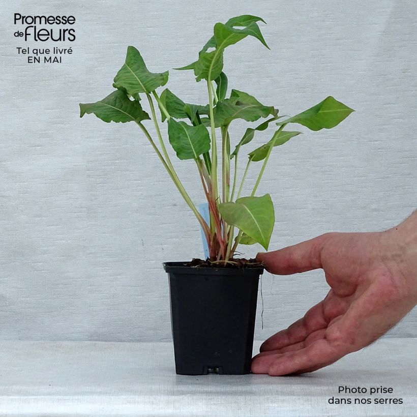 Example of Kerzenknöterich Rosea - Bistorta amplexicaulis Kleine Töpfe von 8/9 cm as you get in printemps