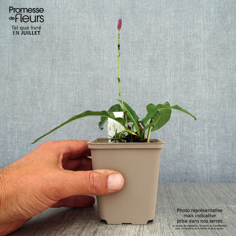 Exemplar von Schlangenwurz Hohe Tatra - Persicaria officinalis Kleine Töpfe von 8/9 cm wie im Sommer geliefert