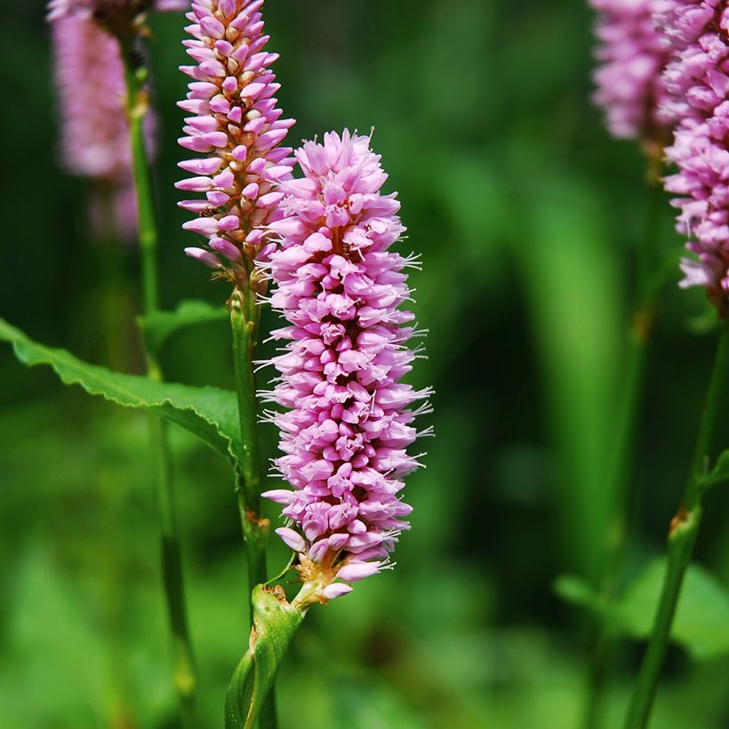 Schlangenwurz Superba - Persicaria officinalis (Flowering)