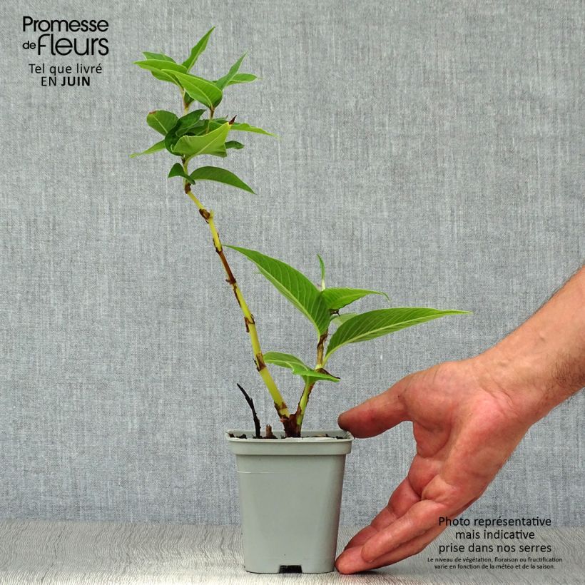 Exemplar von Bergknöterich - Persicaria polymorpha Kleine Töpfe von 8/9 cm wie im Sommer geliefert