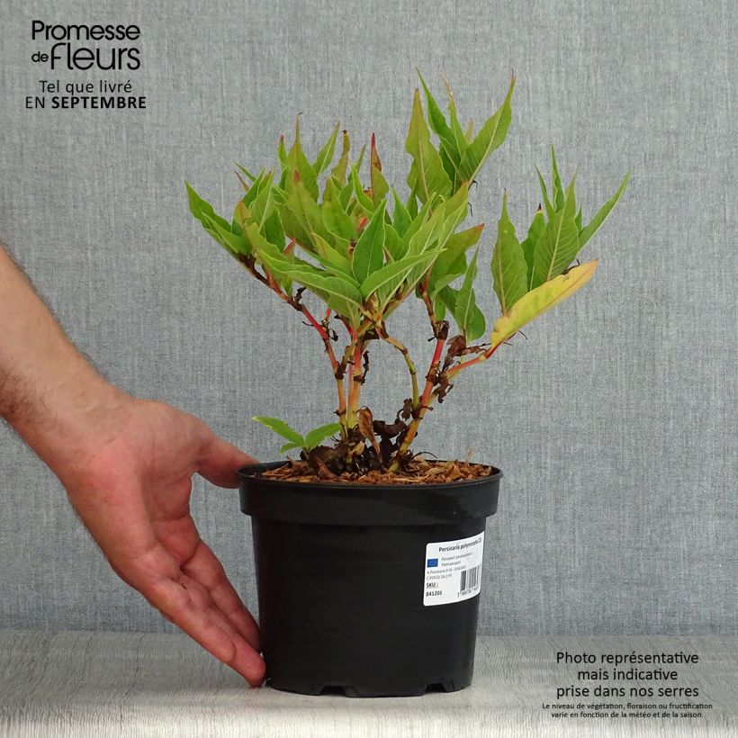 Exemplar von Bergknöterich - Persicaria polymorpha Topf mit 2L/3L wie im Sommer geliefert