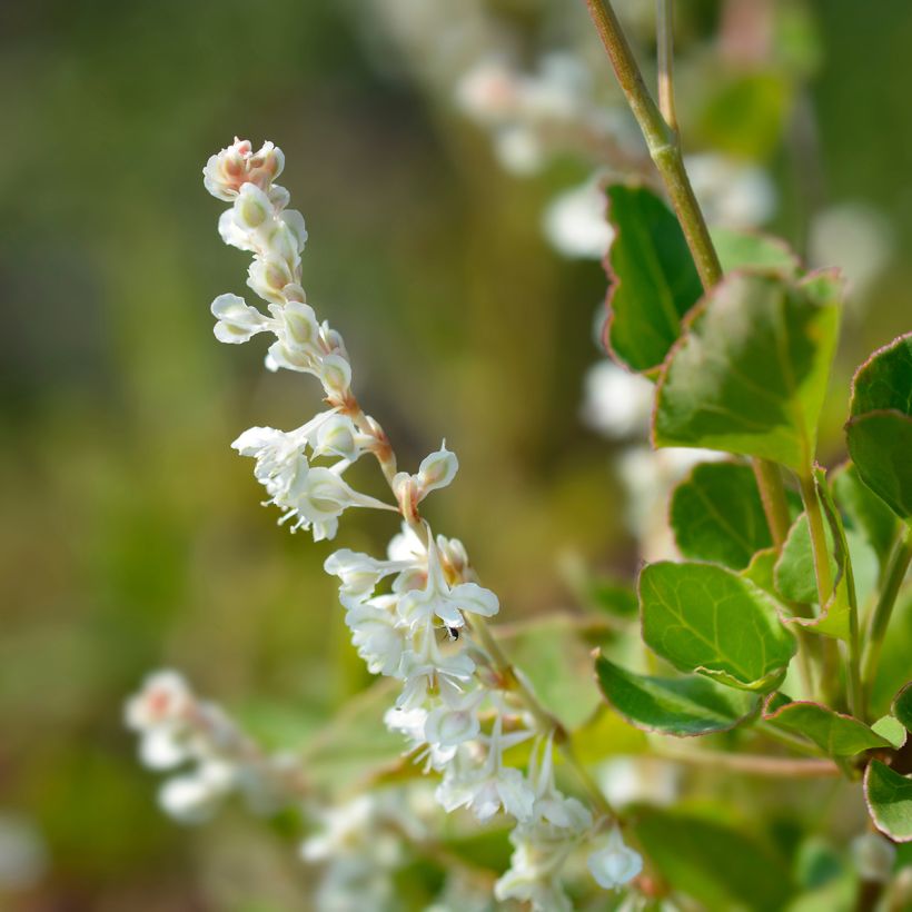 Fallopia aubertii - Schling-Knöterich (Flowering)