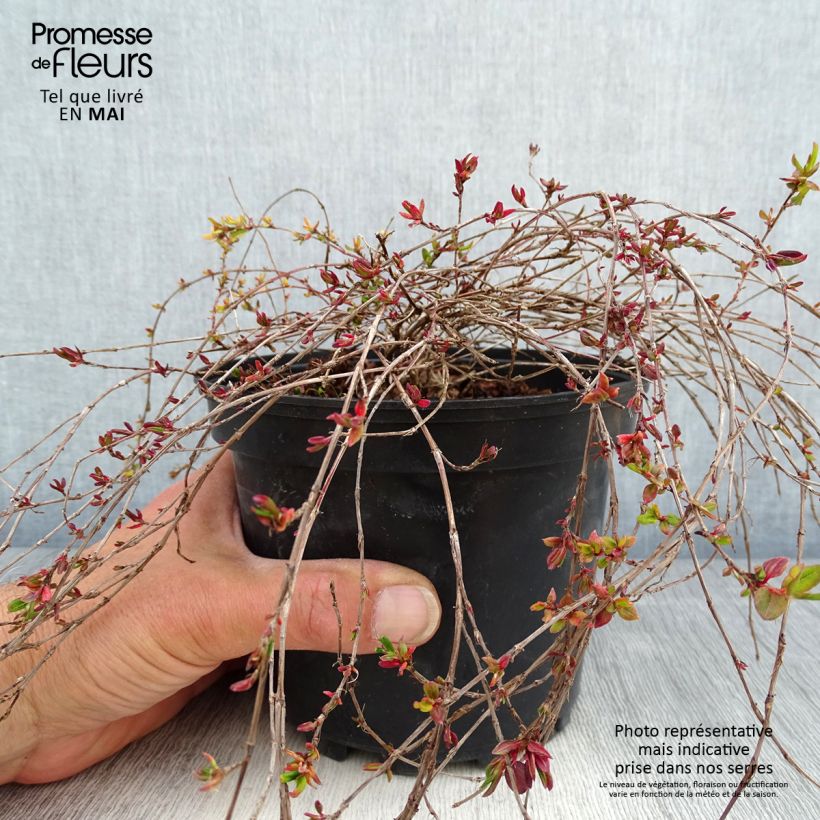 Exemplar von Schlangen-Knöterich - Persicaria vacciniifolia Topf mit 2L/3L wie im Frühjahr geliefert